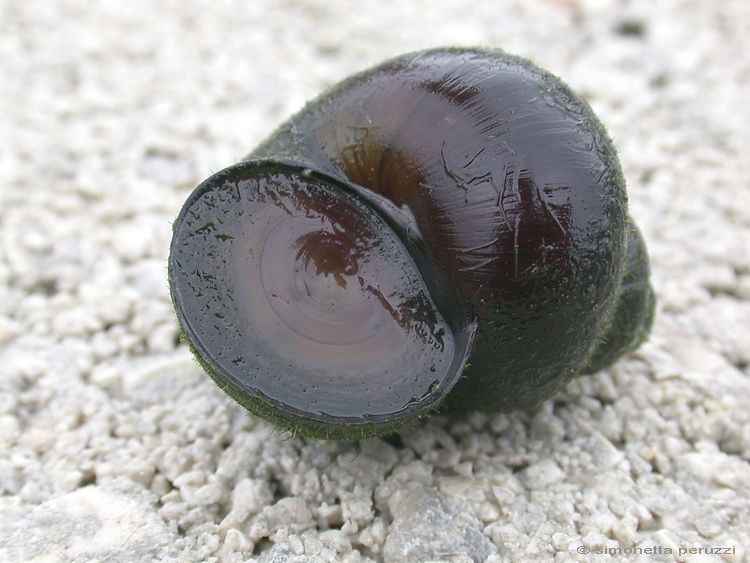 Gasteropoda dal laghetto degli anfibi